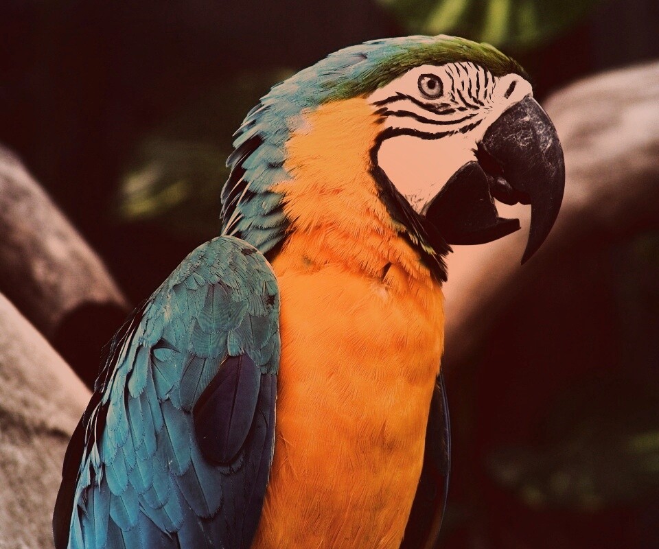 Разноцветынй попугай обои