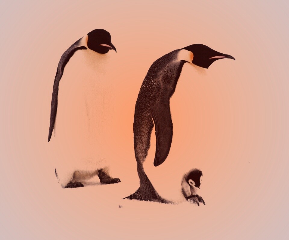 Семья пингвинов обои
