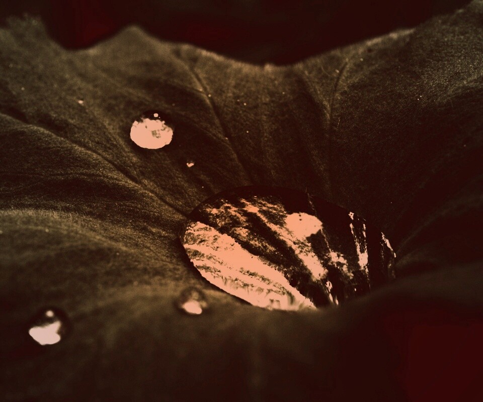 Капля в листе обои