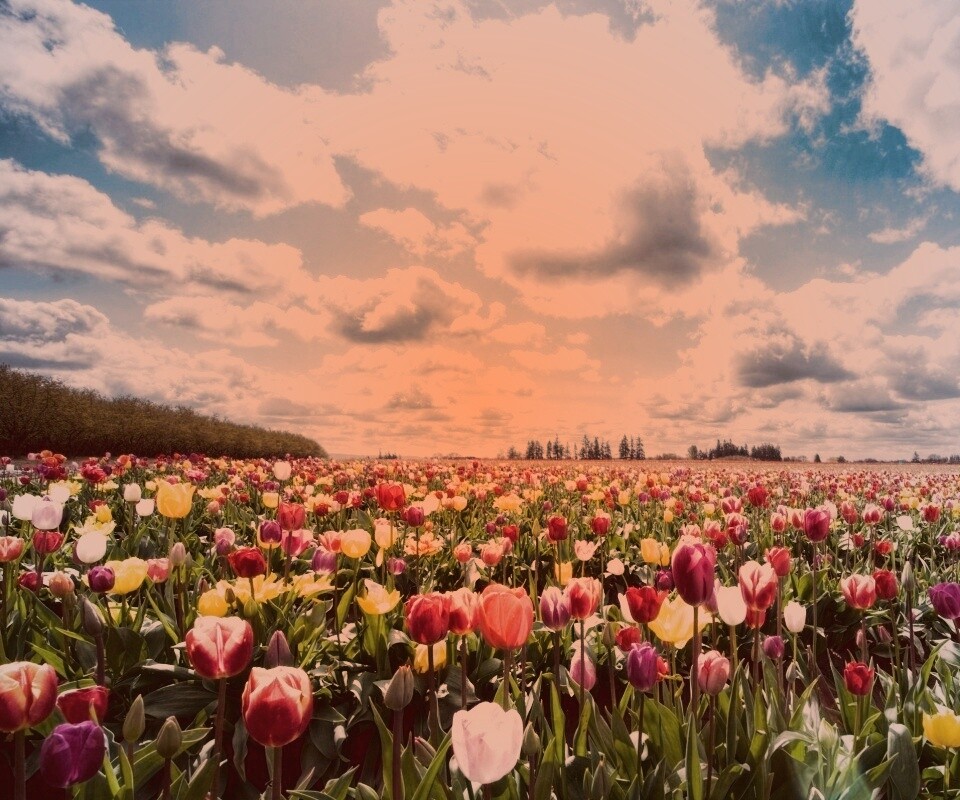 Поле тюльпанов обои
