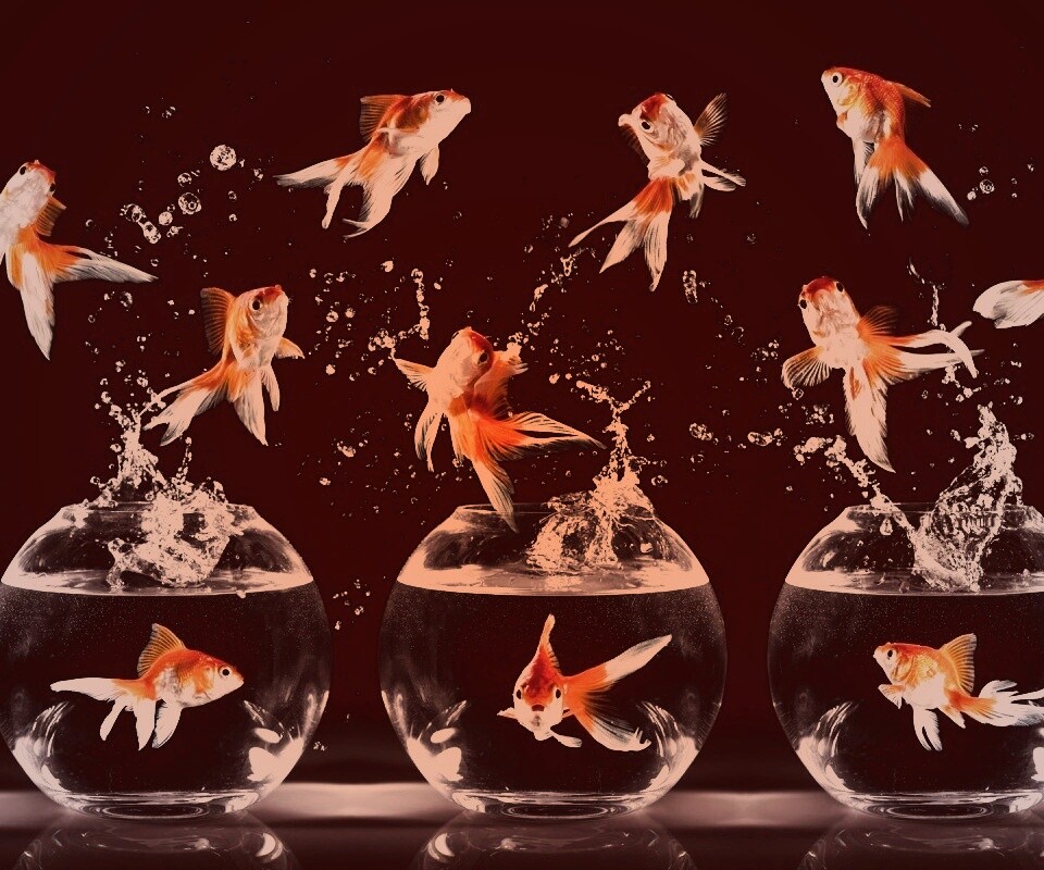 Аквариумы жонглируют рыбами обои