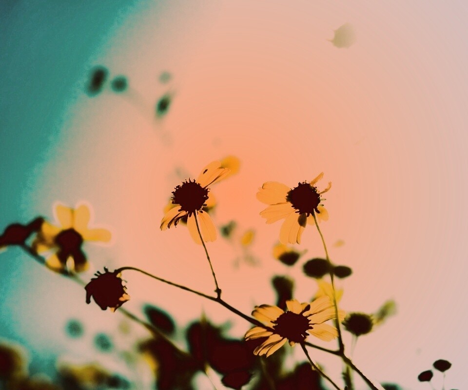 Жёлтые цветочки обои