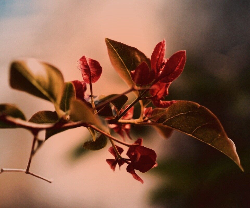 Разноцветные листья обои