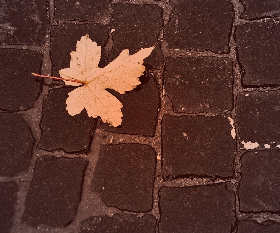 Упавший лист на мостовой обои