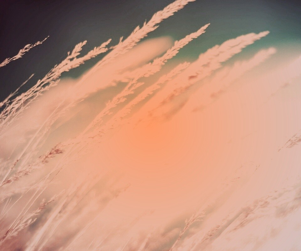 Колосья обои