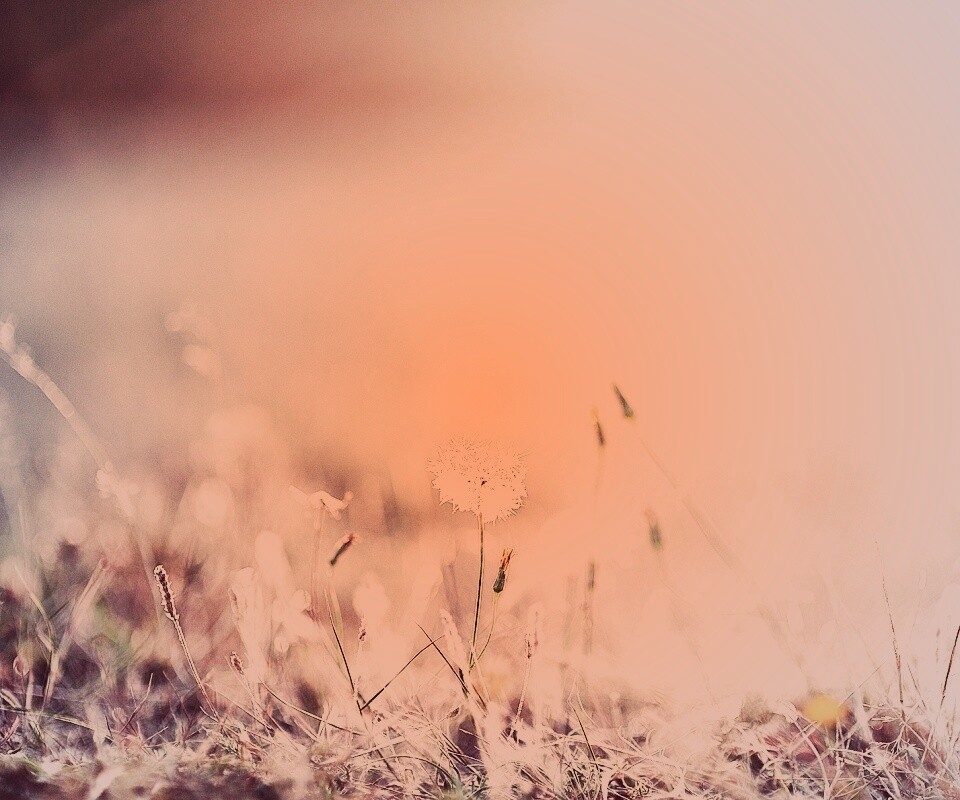 Летняя трава обои