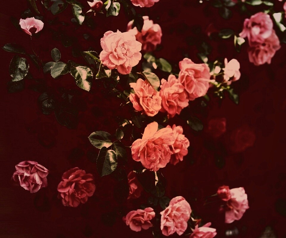 Розовый куст обои