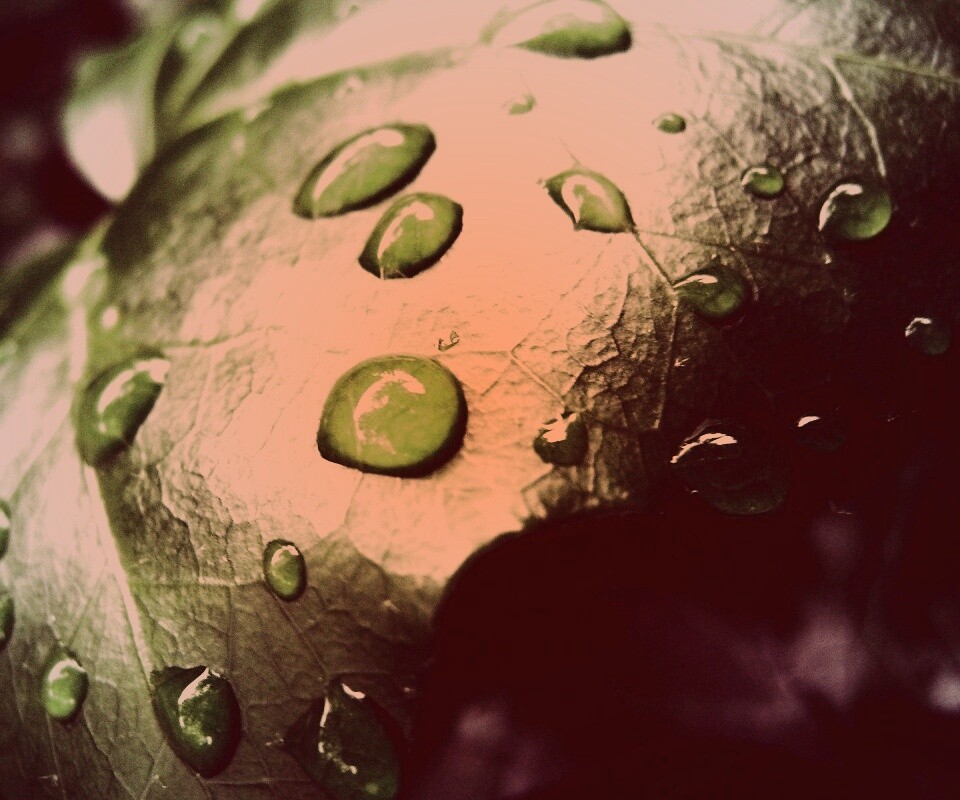 Капли росы на листе обои