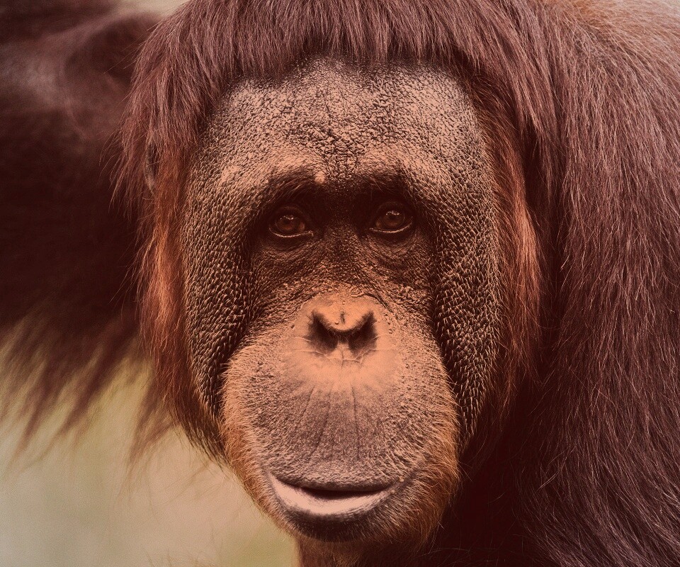 Орангутан обои