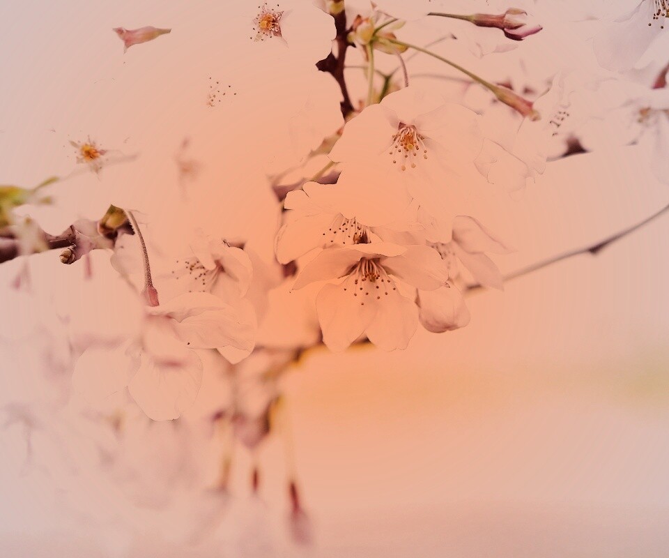 Цветение вишни обои