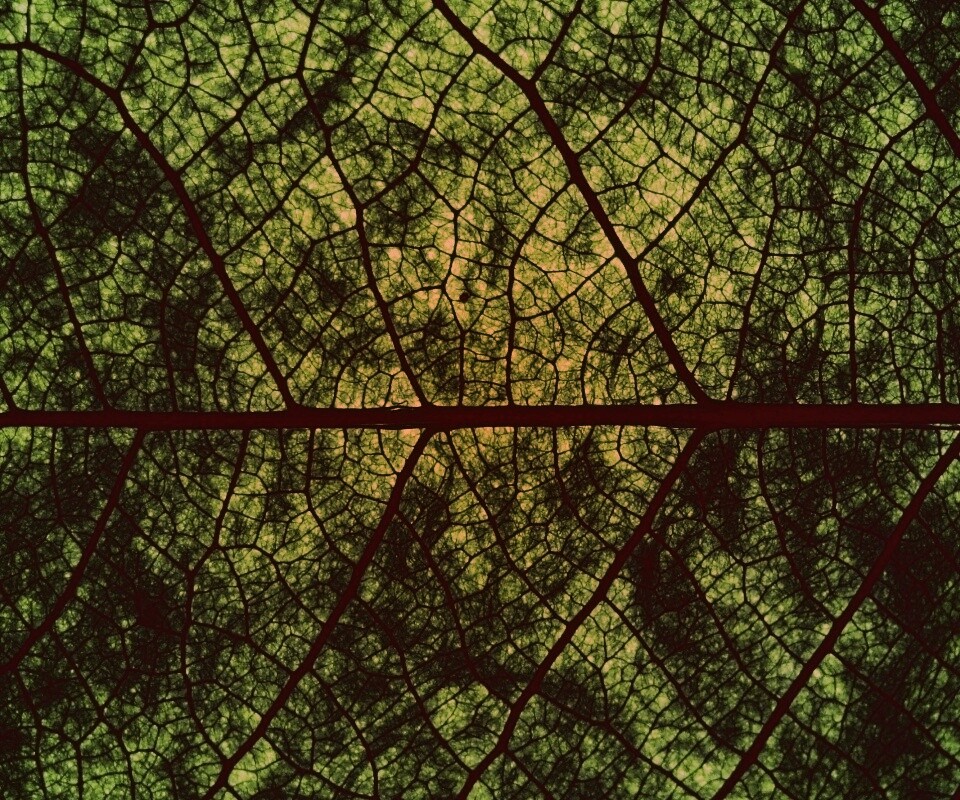 Свечение зеленого листа в макро обои