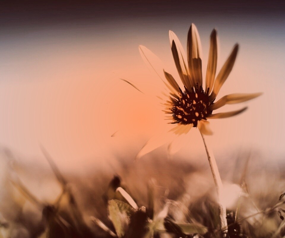 Летний цветок на солнце обои