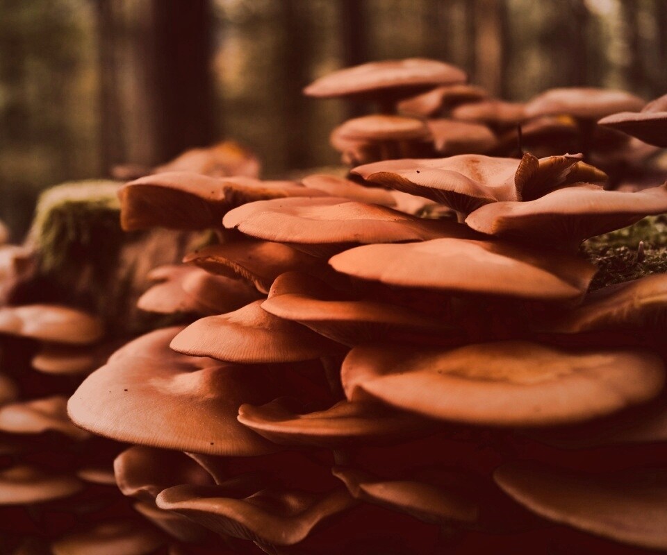 Лесные грибы на пне обои