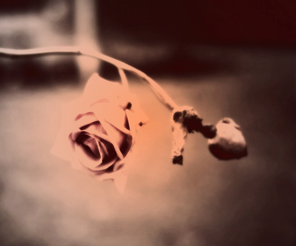 Увядающая роза обои