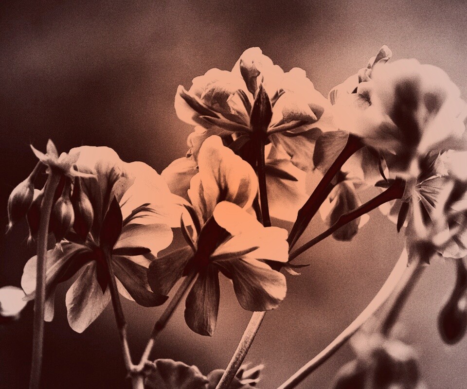 Чёрно-белое фото цветов обои