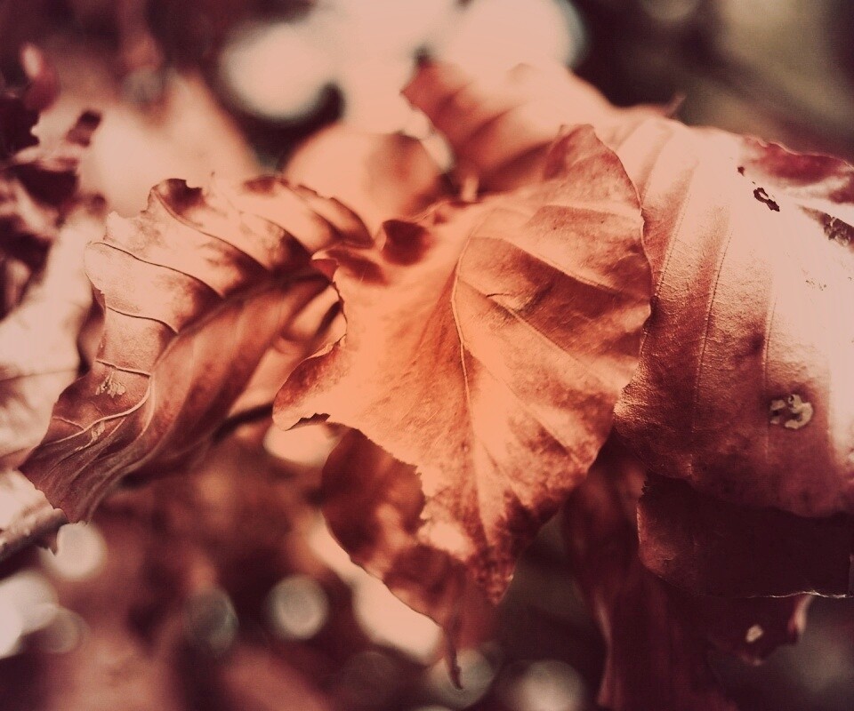 Засохший лист обои