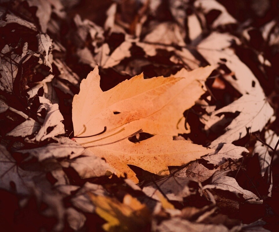 Мёртвая листва обои