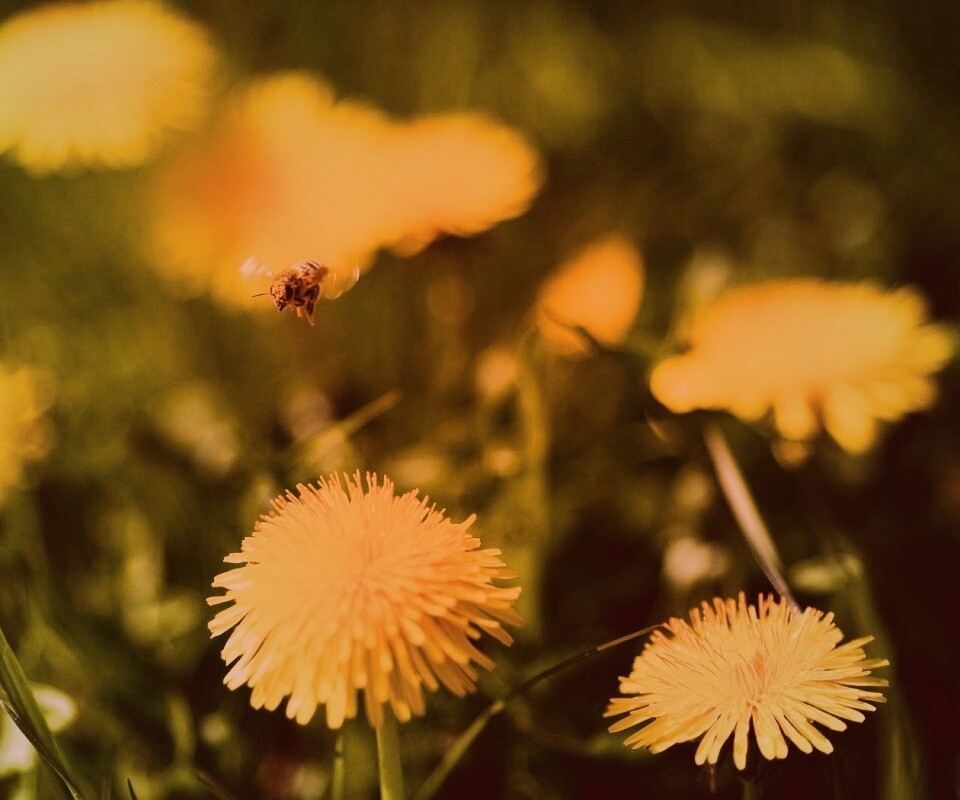 Пчёлка пролетает над одуванчиками обои