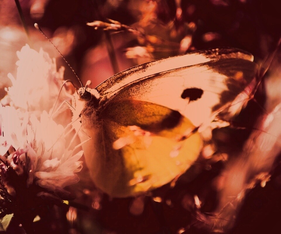 Бабочка на цветке обои