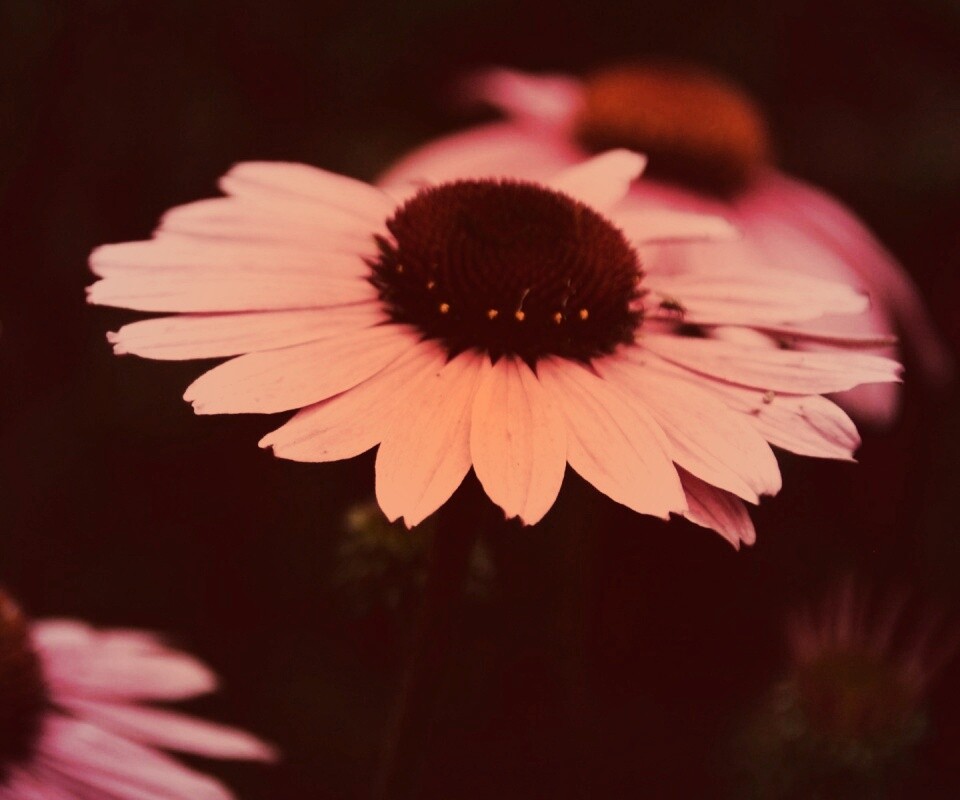 Розовый цветок обои