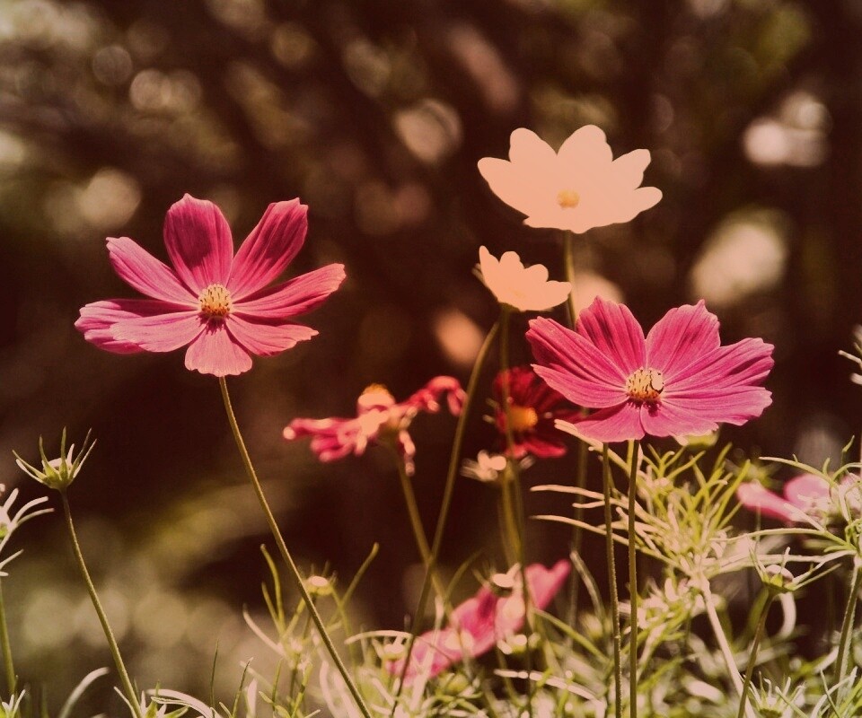 Белые и розовые цветочки обои