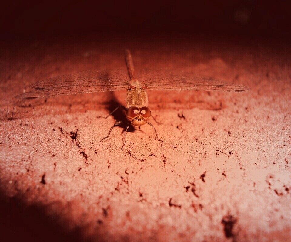 Стрекоза обои