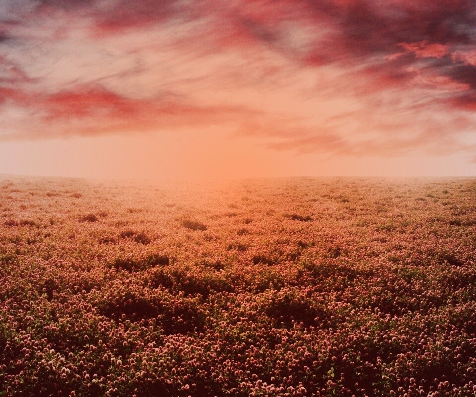 Закатное небо над цветочным полем обои