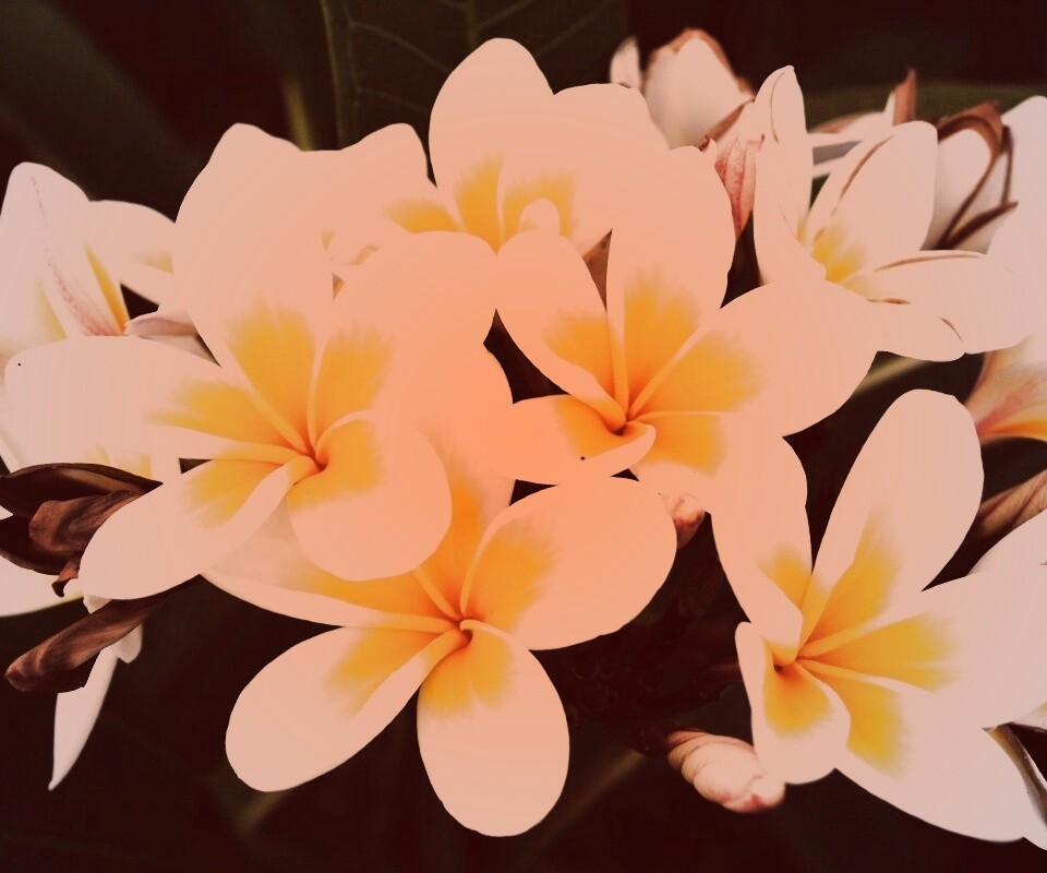 Прекрасные цветы обои