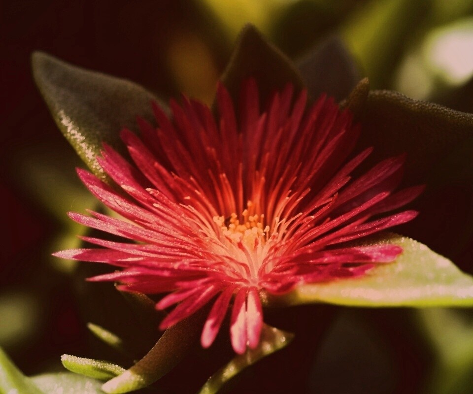 Чудесный цветок обои