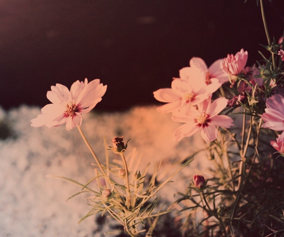 Полевой цветок обои