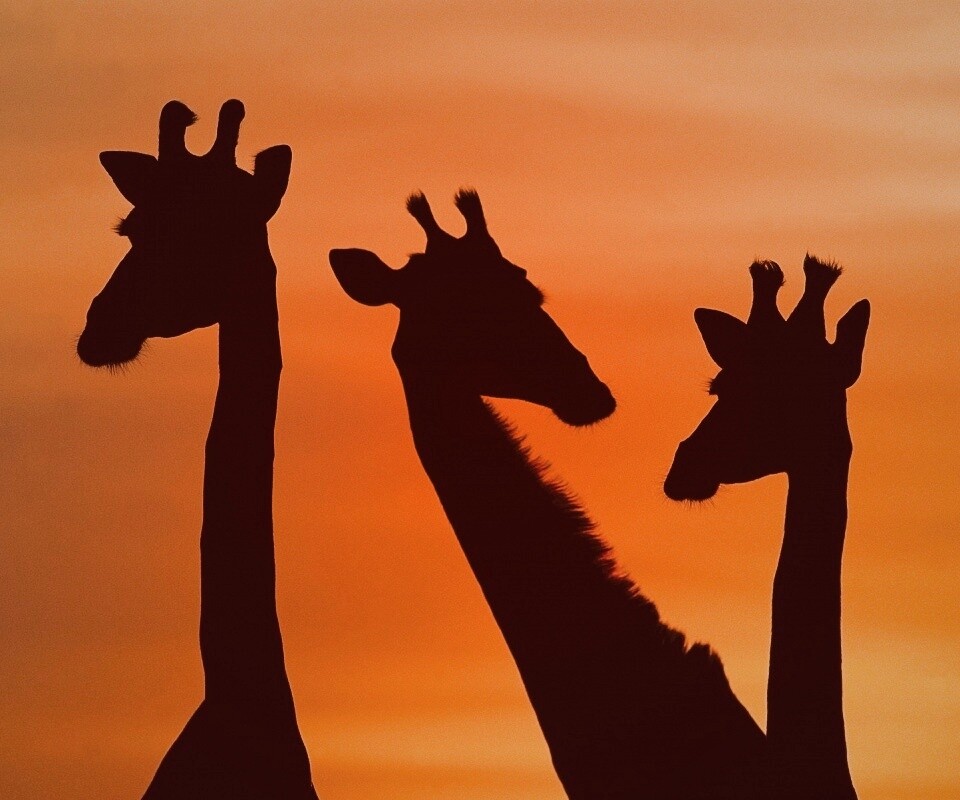 Три силуэта жирафов на фоне неба обои