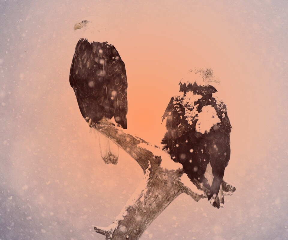 Орлы на ветке в снегопад обои