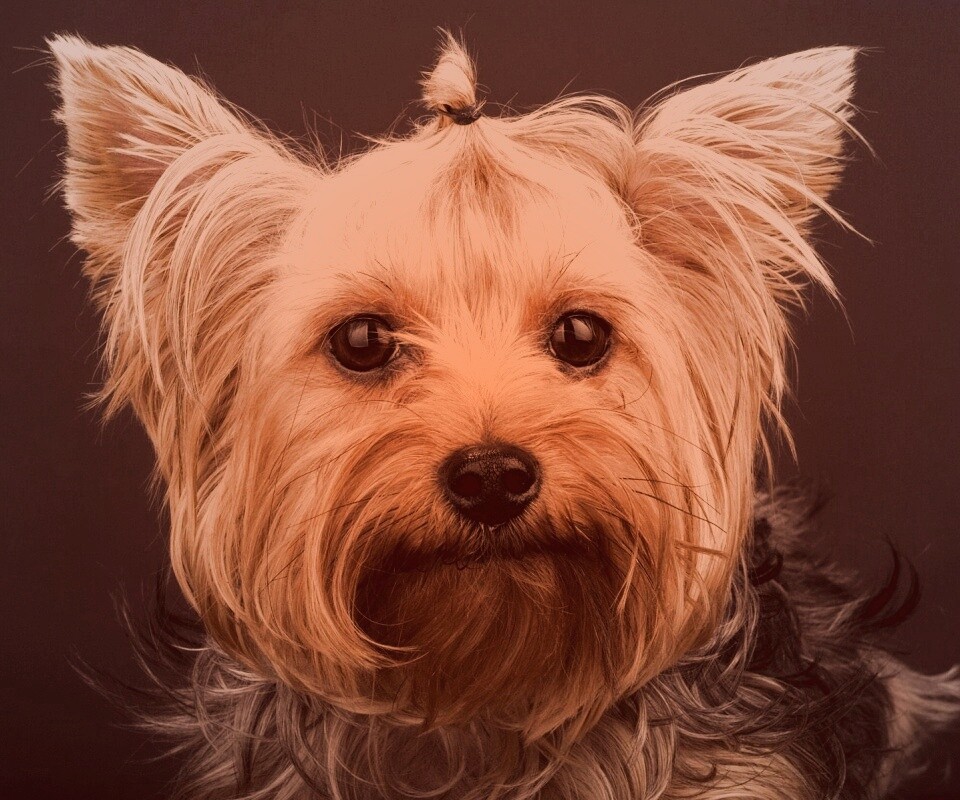 Йоркширский терьер обои