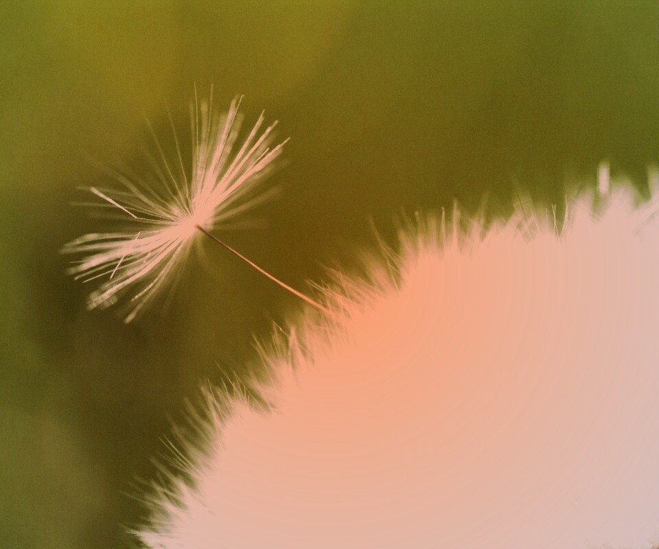 Пушинка одуванчика обои