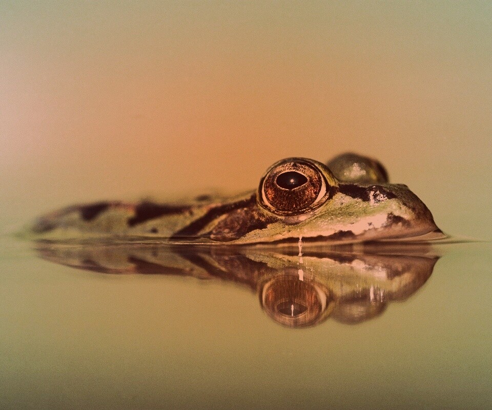 Лягушка обои
