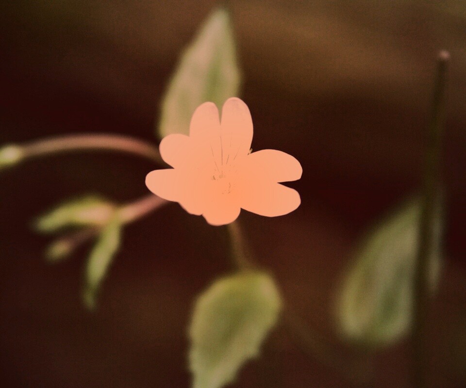 Маленький цветок в макро обои