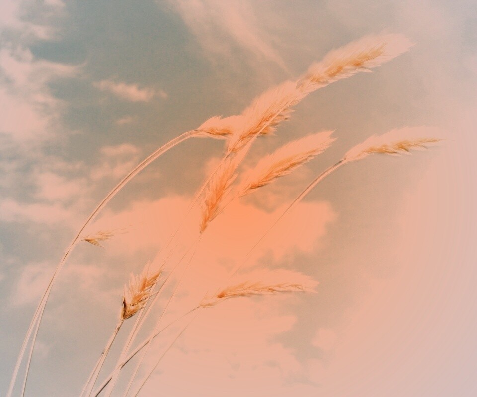 Колосья обои