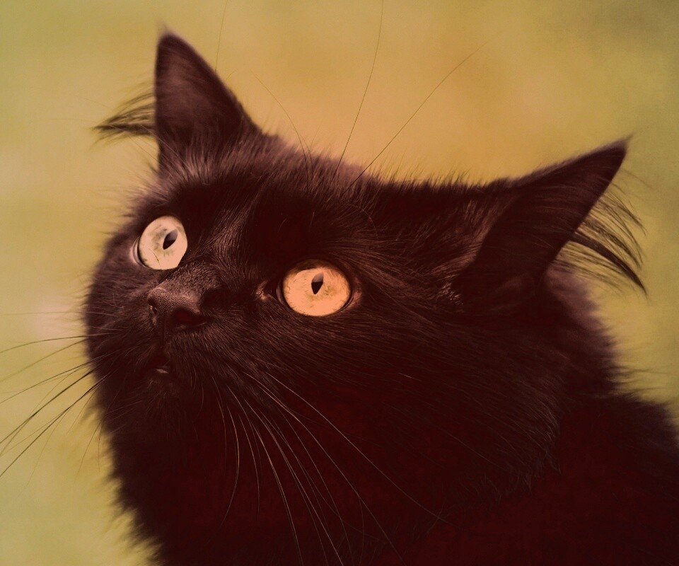 Чёрный котик с зелёными глазками обои