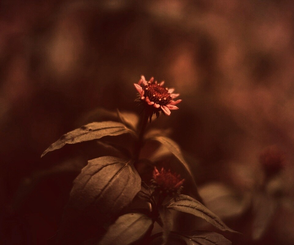 Фотография цветка обои