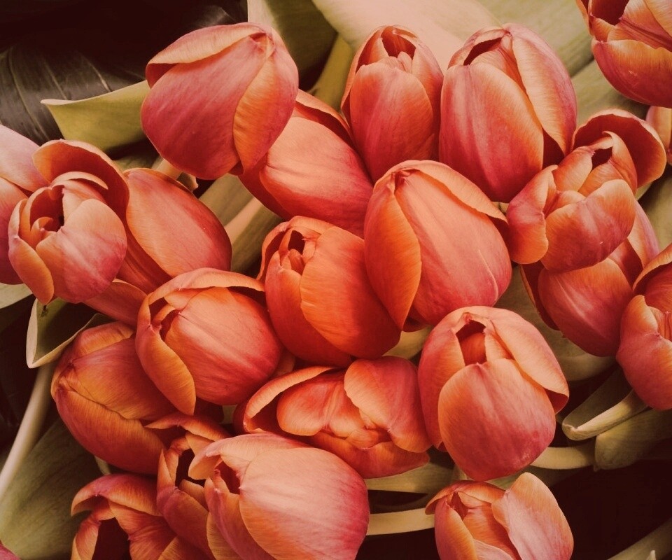 Букет красных тюльпанов обои