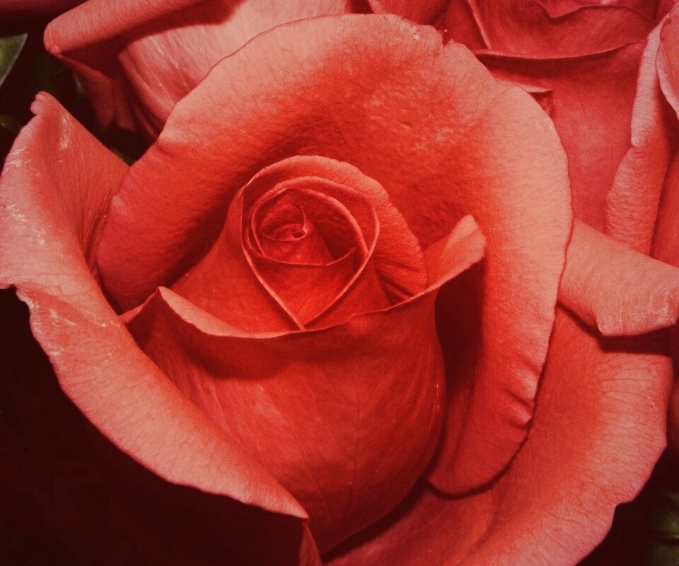 Бутон розы обои