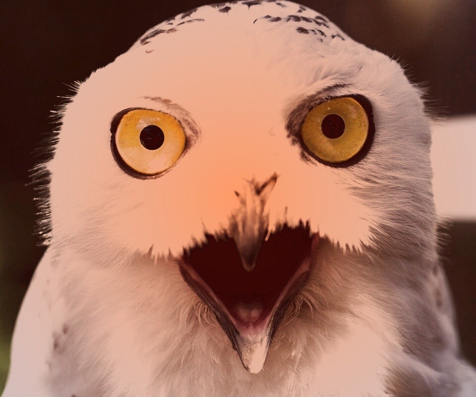 Сова в шоке! обои