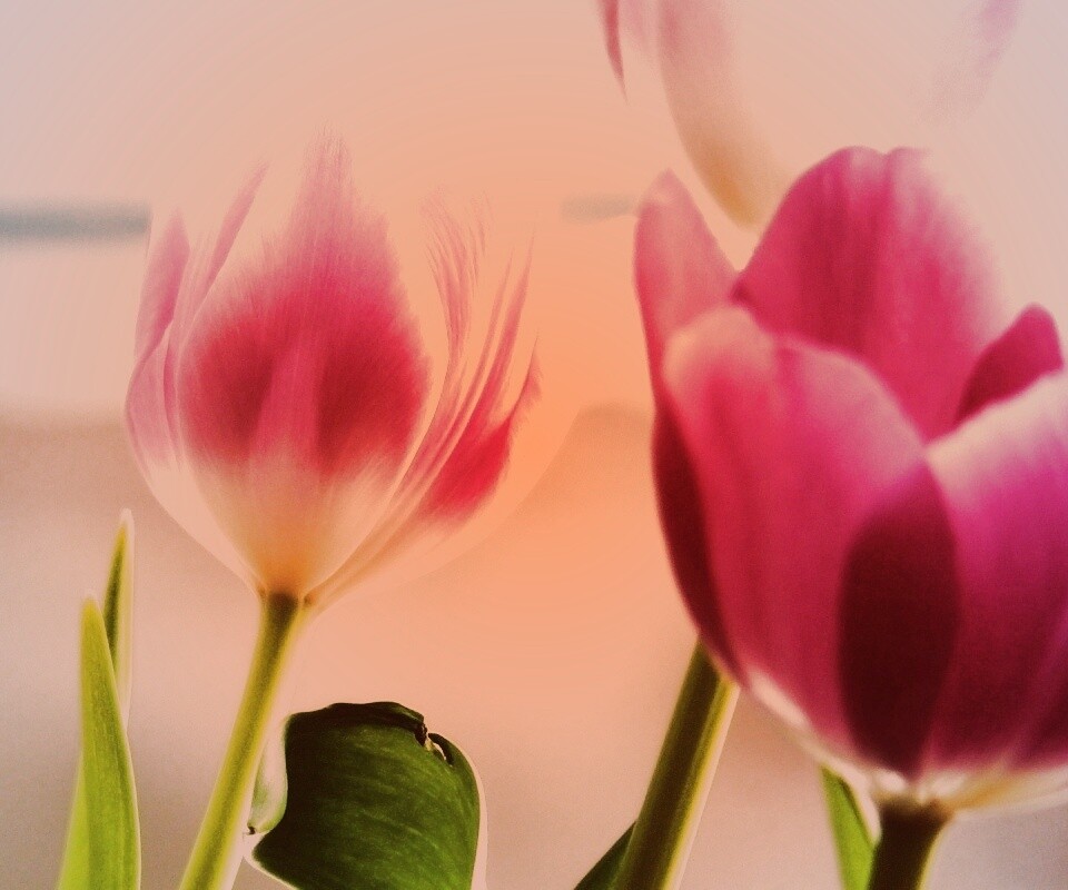 Тюльпаны обои