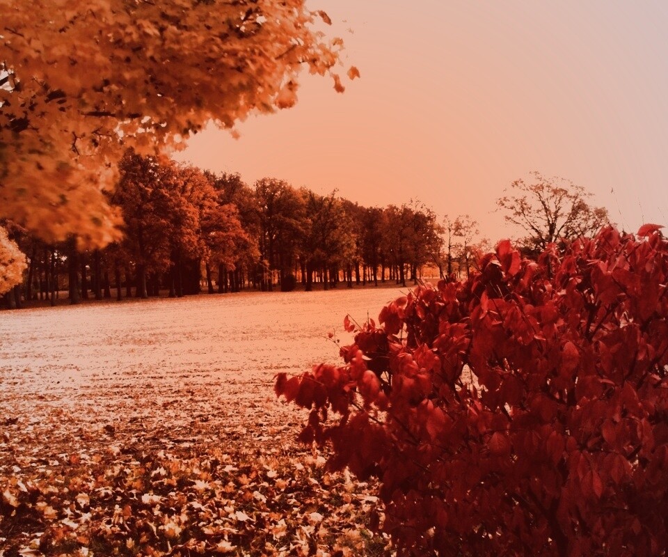 Осенний парк обои