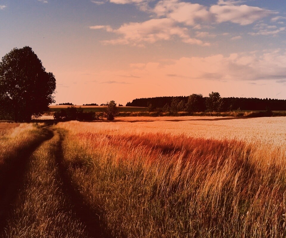 Колея в поле обои