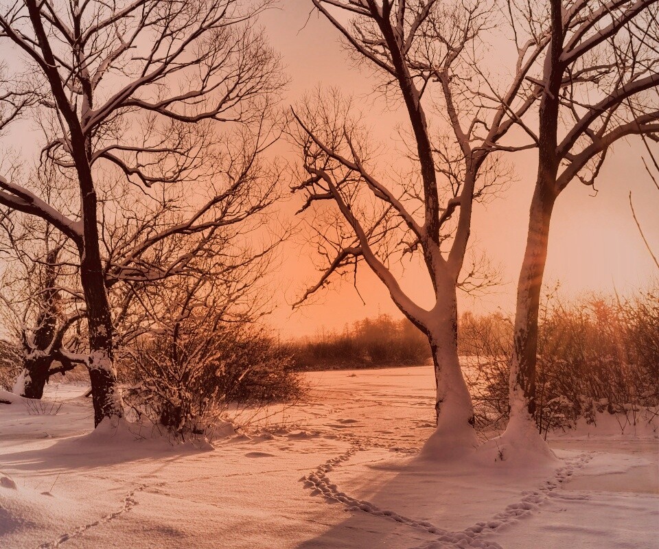 Солнечный свет в зимнем лесу обои
