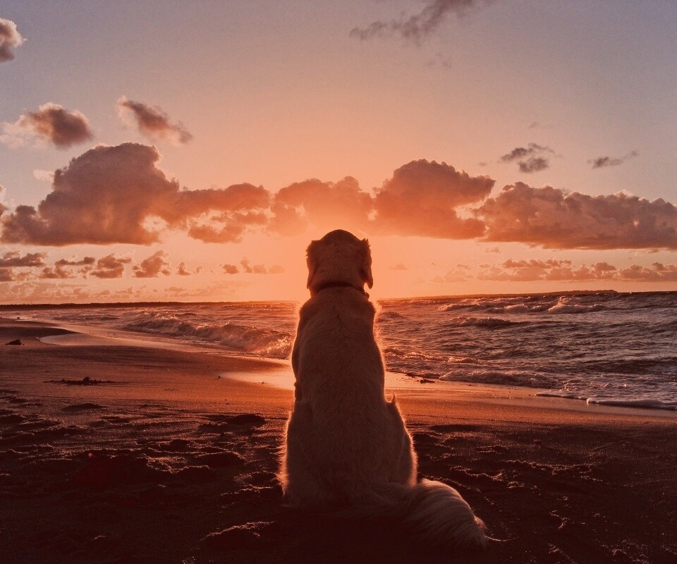 Собака наблюдающая закат на пляже обои