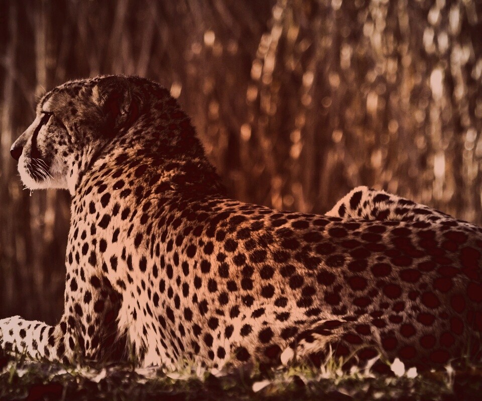 Гепард обои