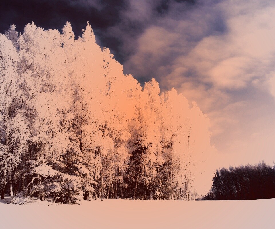 Заснеженные деревья обои