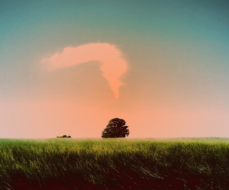 Избранное дерево обои